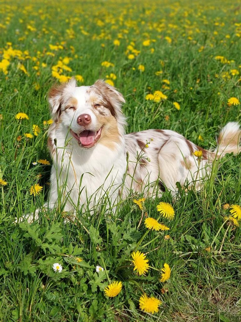 Nala - Australian Shepherd Zucht Tirol / Ebbs