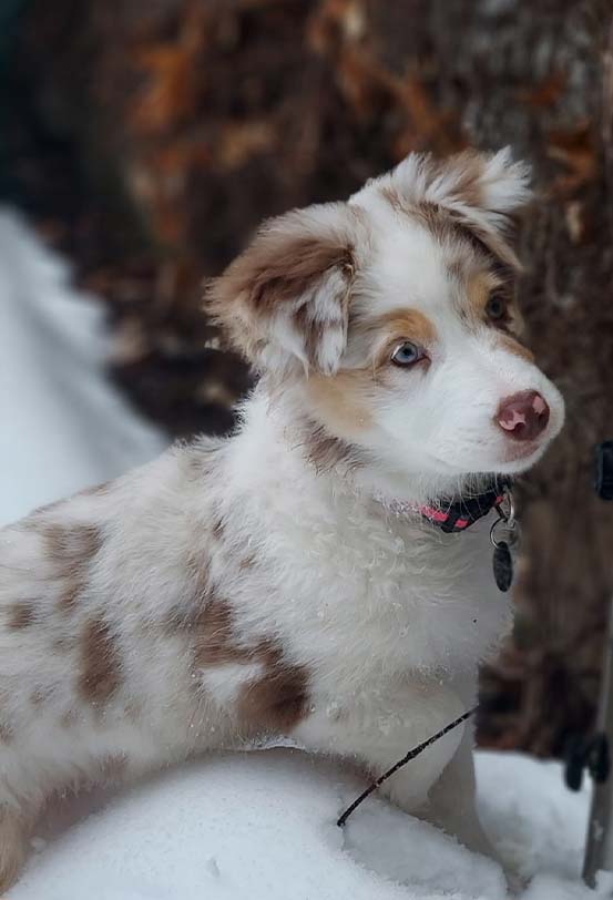 Welpe Nala - Australian Shepherd Zucht Österreich / Ebbs in Tirol