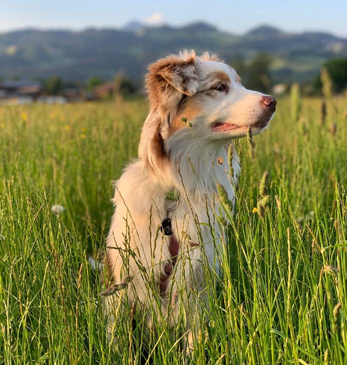 Nala - Australian Shepherd Zucht Tirol / Ebbs