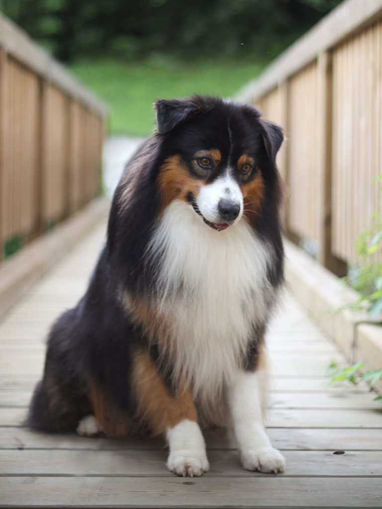 Bounty, Vater von von Sunny - Australian Shepherd Zucht Österreich / Ebbs in Tirol