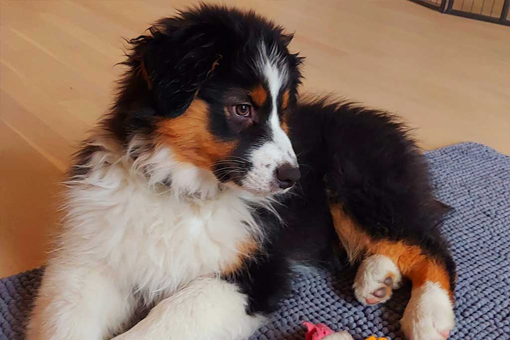 Sunny - Australian Shepherd Zucht Österreich, Ebbs in Tirol